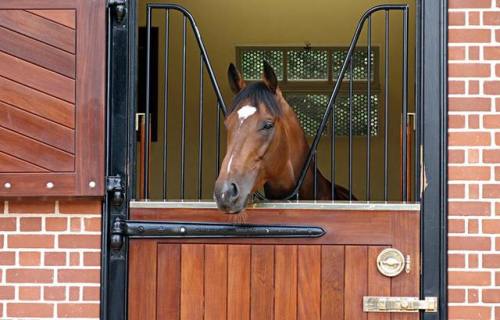 scarlettjane22:  Frankel enjoying his retirement   Harris Equine Photography