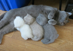 hyperchaotix:  tastefullyoffensive:  My kitten printer is running low on toner. [x]  omg   I screamed