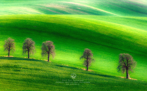 photography-col:Green fields by PiotrKrol_Bax