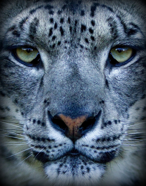 llbwwb:  Close-Up Snowy (by wendysalisbury)  Fearless.