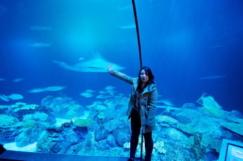 call me the shark whisperer || shedd aquarium, chicago 