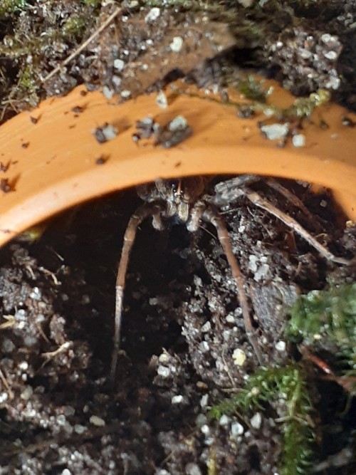Aspera