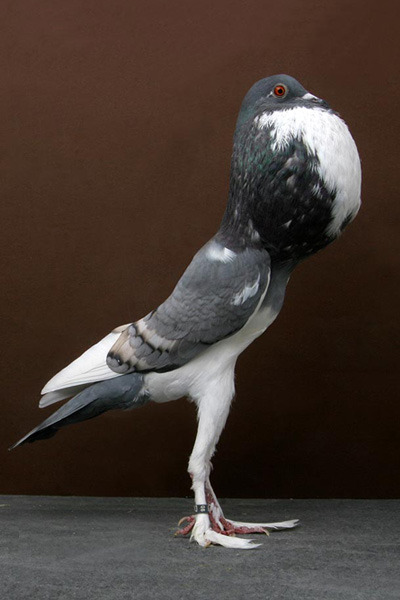 schrodingerscatisdead: The Pigmy Pouter is a breed of fancy pigeon developed over many years of sele