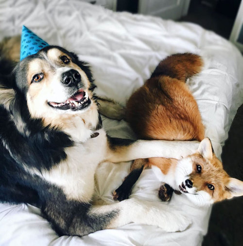 awesome-picz:    Pet Fox Becomes Best Friends With A Dog.