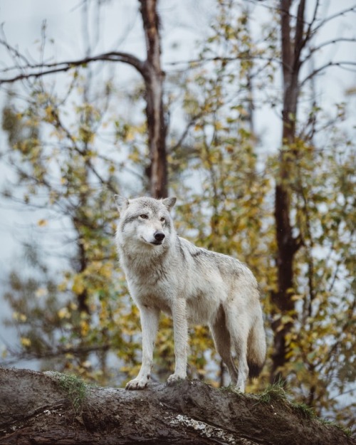 bryandaugherty:  Life in Alaska.