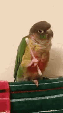 gifsboom:  Bird Grooms Itself with Q Tip. [video][DailyPicksandFlicks]