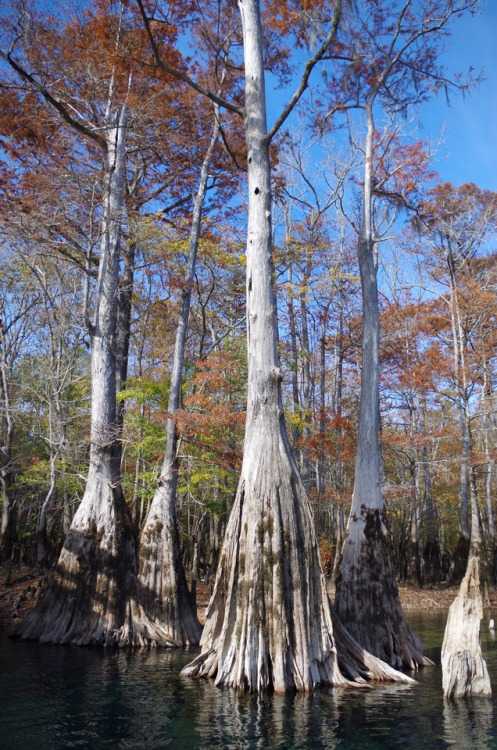 Morrison Springs Cypress Trees (2016)Photographer: Ken WeberPhoto; &copy; Ken Weber 