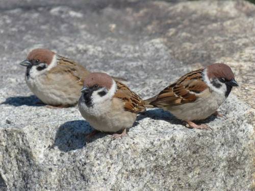 town-sparrow: スズメ　Eurasian tree sparrow Town Sparrow ～ 街のすずめ　Archive Town Birds ～ 街の鳥  Archive