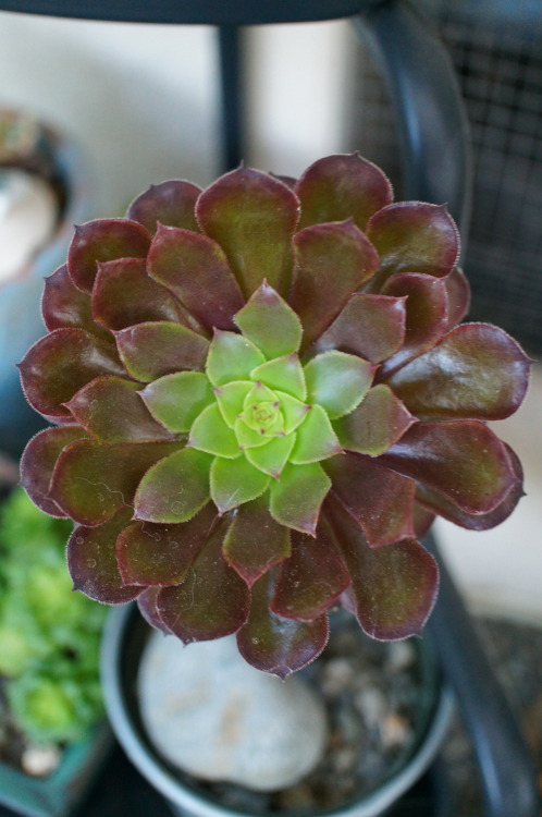 Porn photo flora-file:  succulents in my garden (by