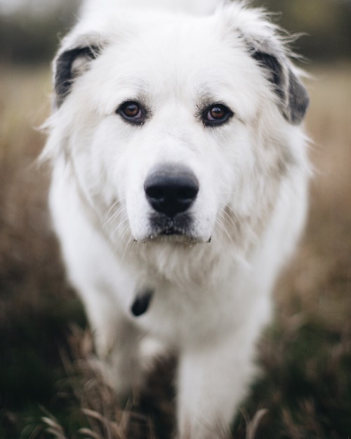 a-hound-dog: Baggio, Great Pyrenees, 3 years old. Marymoor Park, Washington.