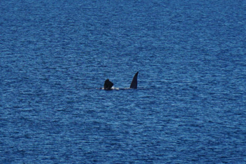 Peninsula Valdes, Argentina  Península Valdés is home to the endangered southern 