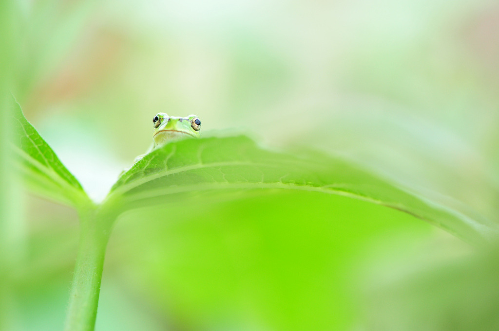 deoxify:
“ Scent of Rain (by *Sakura*)
”