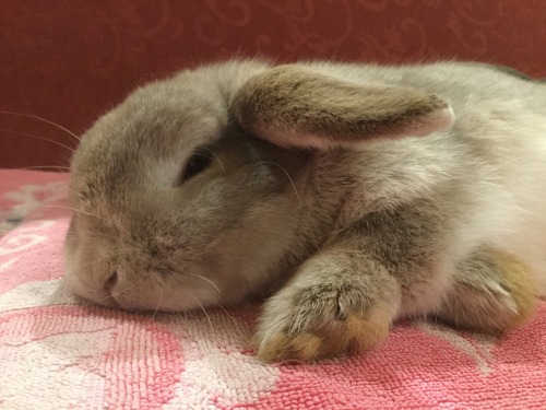 emmasbunnybuddies:Awwww he’s a cutie!