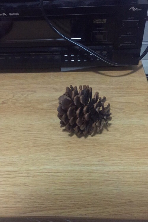 communistbakery:100 notesand i’ll move this pinecone slightly to the left