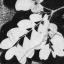 soil-txt