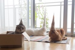 ace-spacepup: creepylurker:   ukulelekatie:  justcatposts: Hats made from their own fur Uptown cats They’re wearing furry little pointy hats   wizards   