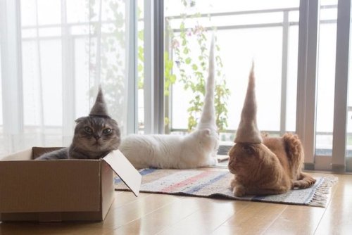 ace-spacepup: creepylurker: ukulelekatie: justcatposts: Hats made from their own fur Uptown cats 