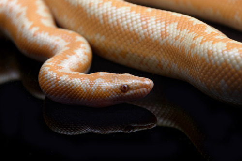 Astra (Limburg albino het snow rosy boa)