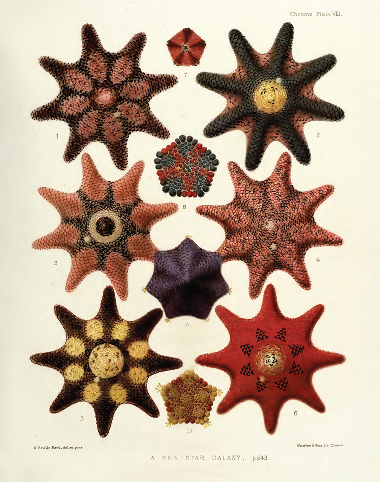 design-is-fine:  William Saville-Kent, A Sea Star Galaxy, 1897. He was the first