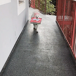 Bi Dog (Tamed Wolf) 
