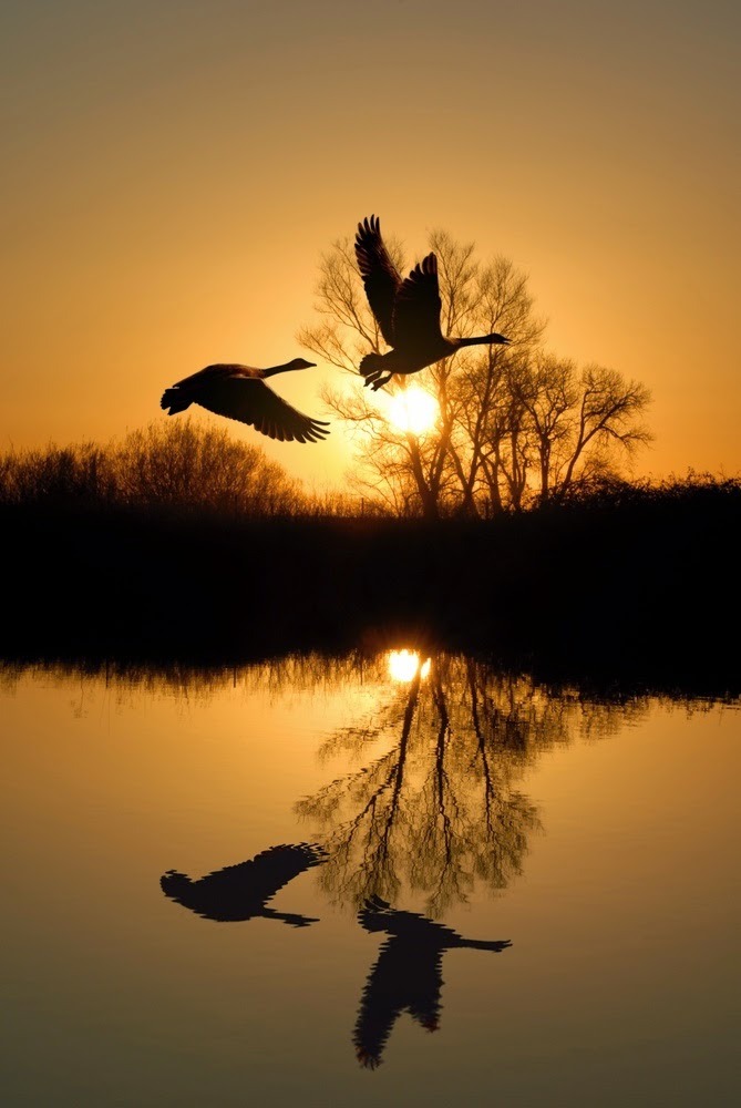 landscape-pics:  Sunset birds zespół kalisz pomorski.