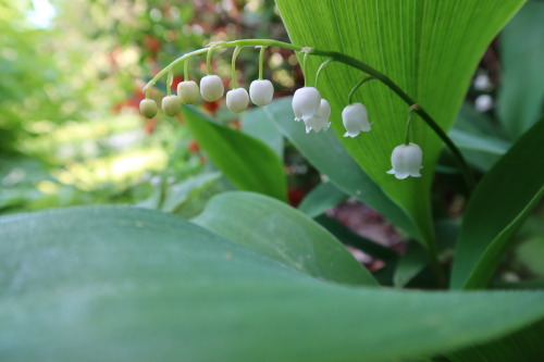 anskupics: Convallaria majalis — lily of the valley 