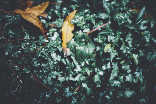 { lucid green }