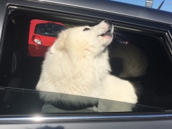 cloudthesamoyed:  a nice greeting at the train station…..:’)