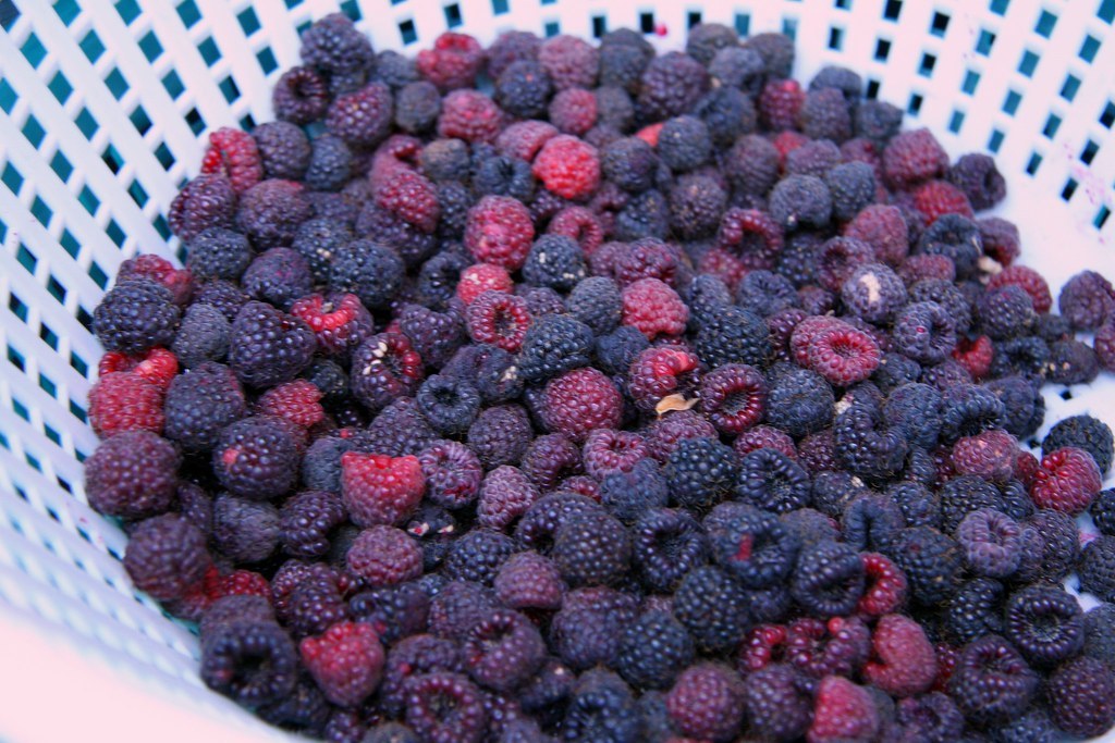FUCKING RECIPES — Fruit Fact!“Blue Raspberry” flavoring is actually...