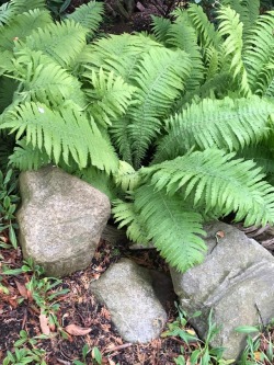 Jillraggett: Plant Of The Day Tuesday 27 June 2017  In Cool, Moist, Shaded And Wet