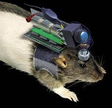 A remotely-guided rat, popularly called a ratbot or robo-rat, is a rat with electrodes implanted in 