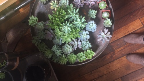 Circular Succulents