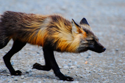 Earthlynation:  Fox In Park (By Violet Crayon) 