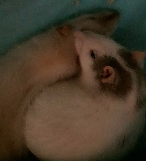 kittengorarr:  My sweet girls 💜🐀💜