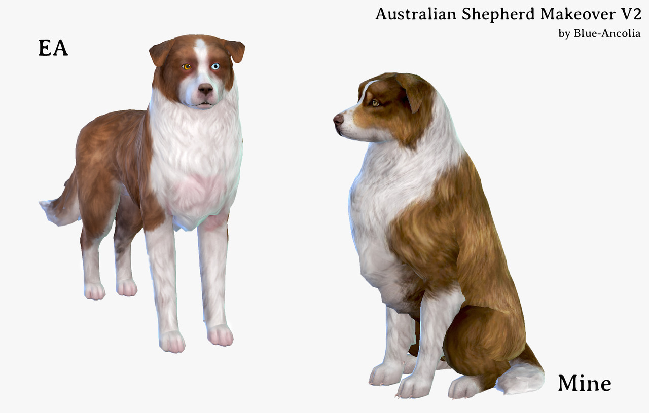 Blue Ancolia Australian Shepherd Makeover Second Version