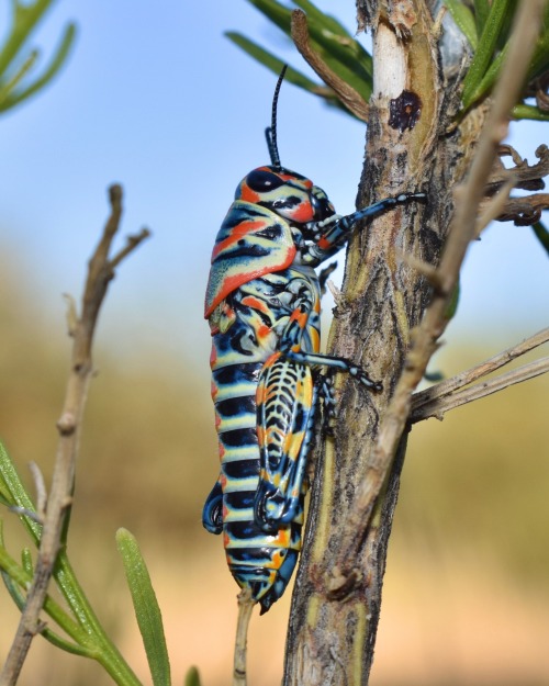 Dactylotum Bicolor, The Rainbow Grasshopper. Southern Arizona, June 2018
