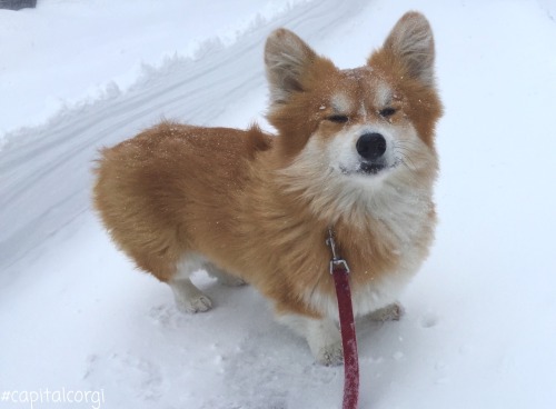 “Think the snow. Feel the snow. Be the snow. Eat the snow.” Wksi out enjoying his first 