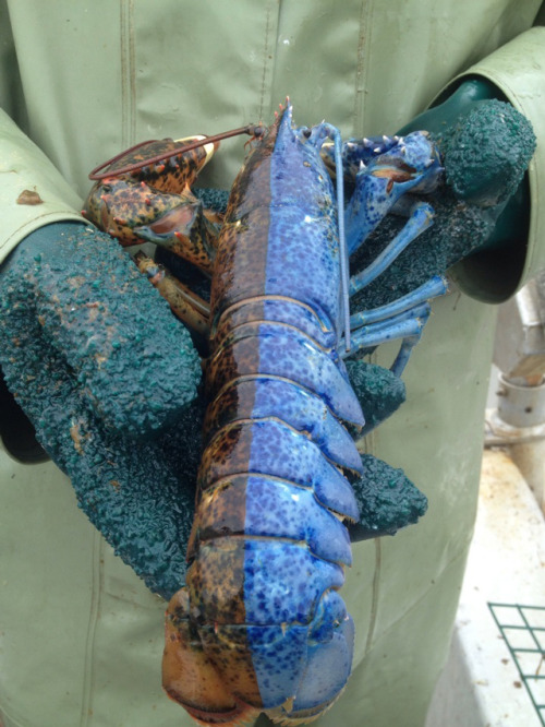 archiemcphee: Redditor okanagandude shared this photo of an awesome and extraordinarily rare lobster