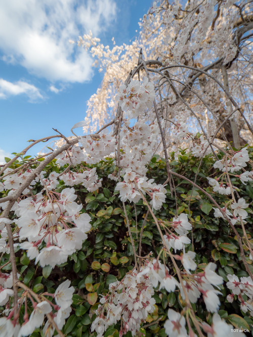 いつもお世話になっているお寺様にて。樹齢300年の枝垂れ桜が今年も花をつけてくれていました。Cherry blossoms 2022. The weeping cherry tree, said to