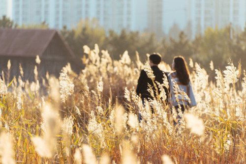 Field of reeds in the late afternoon sun, Sorae Salt Marsh, Incheon.