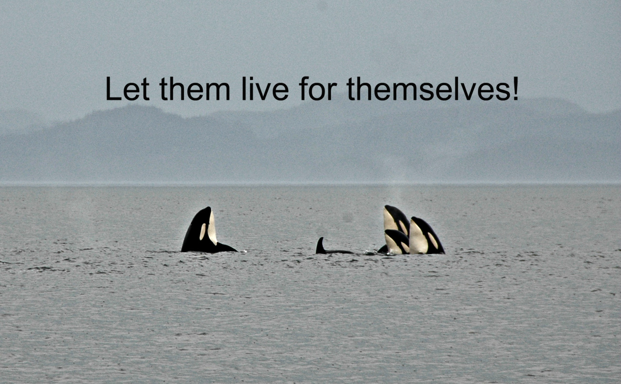 officialkakyointenmei:  adviceforvegans:Say NO to captivity!pls do not compare zoos