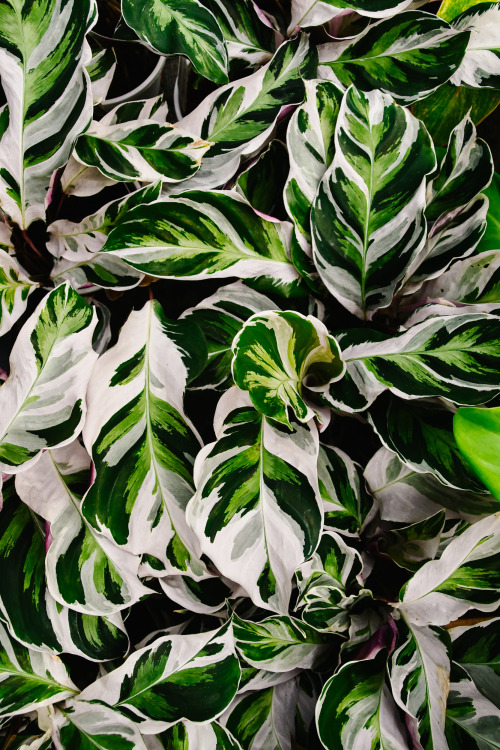 roseyjones: calathea white fusion 