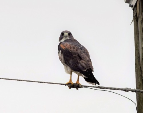 White-tailed Hawk (Geranoaetus albicaudatus)© Robert Schwartz