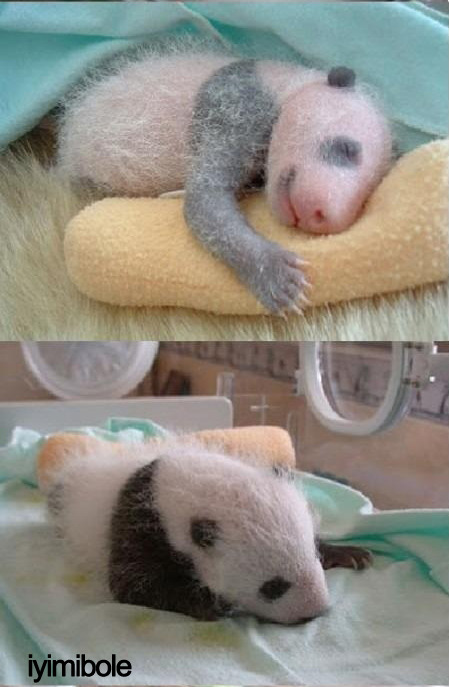 espirisiniaciklayankiz:iyimibole:yerim lan.jYa çok sevimli be 🐼🐼🐼