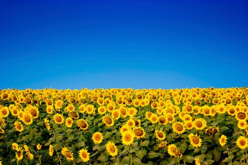 moodboardmix:MoodBoardMix Stand With Ukraine!Sunflowers (sunyashniki) are especially loved in Ukrain