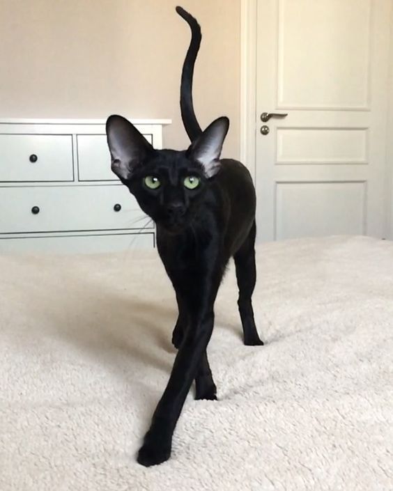 Black Cat Appreciation Post