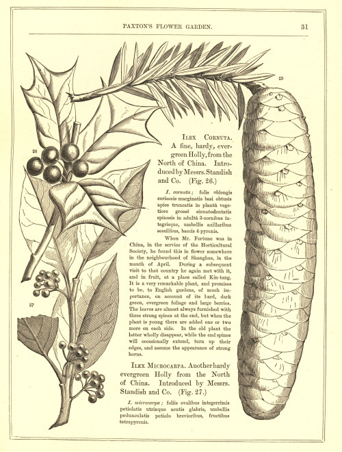 uwmspeccoll:Flora and SylvaToday we present illustrations from Volume One of the revised edition of 