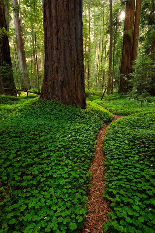 plasmatics:  The Land of the Bigfoots [via/more] 
