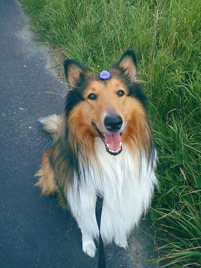 marmartas:  i went for a walk with my dog and we had fun with flowers