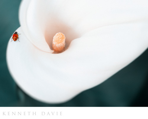 A flower and a ladybug…©2016 Ken Davie.  All Rights Reserved.  DO NOT repost without credits and copyright notice